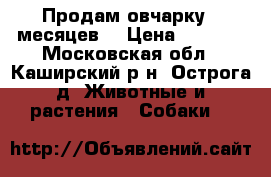 Продам овчарку 6 месяцев. › Цена ­ 5 000 - Московская обл., Каширский р-н, Острога д. Животные и растения » Собаки   